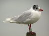 Mediterranean Gull at Southend Pier (Steve Arlow) (51536 bytes)